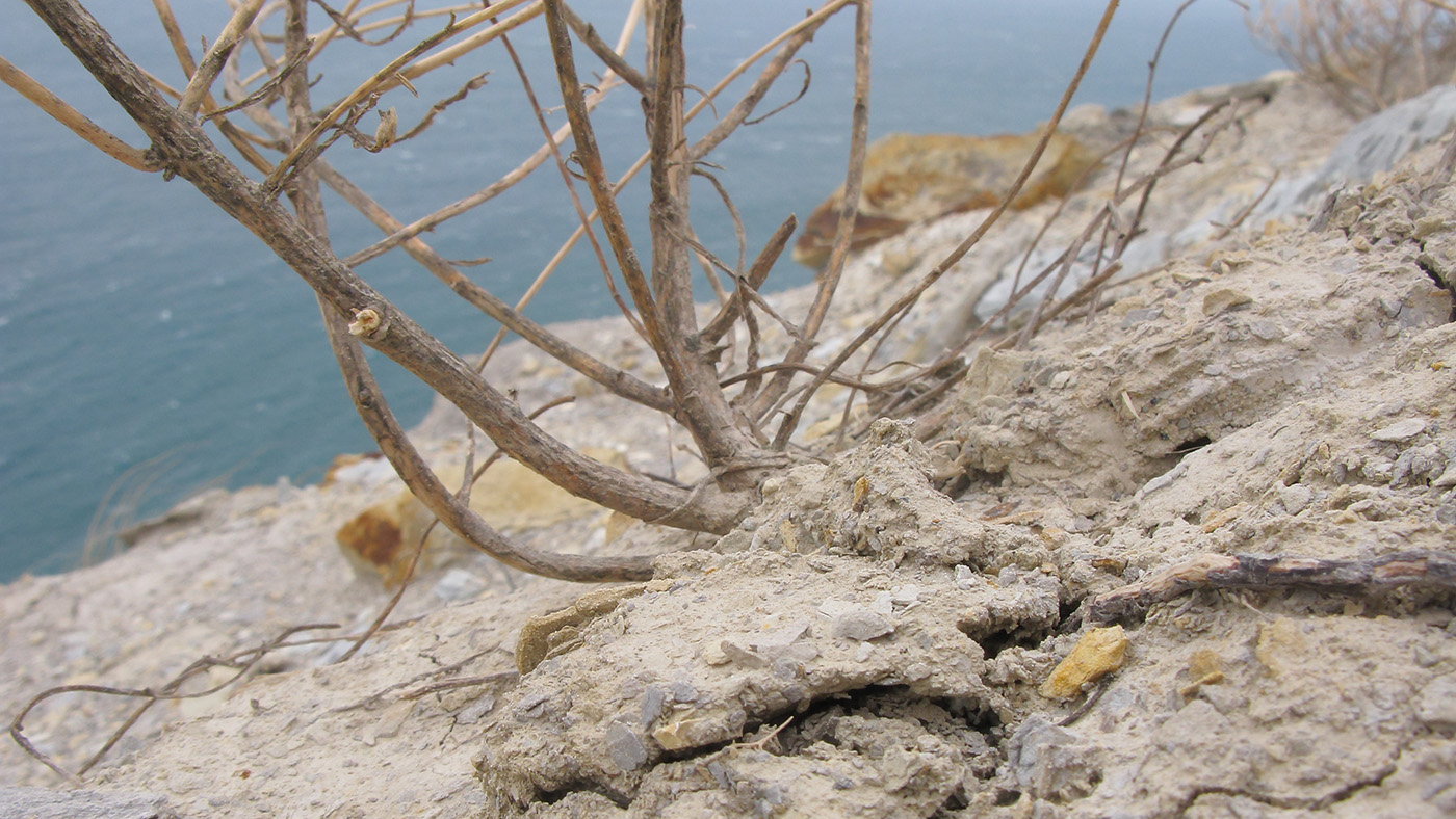 Image of Zygophyllum fabago specimen.