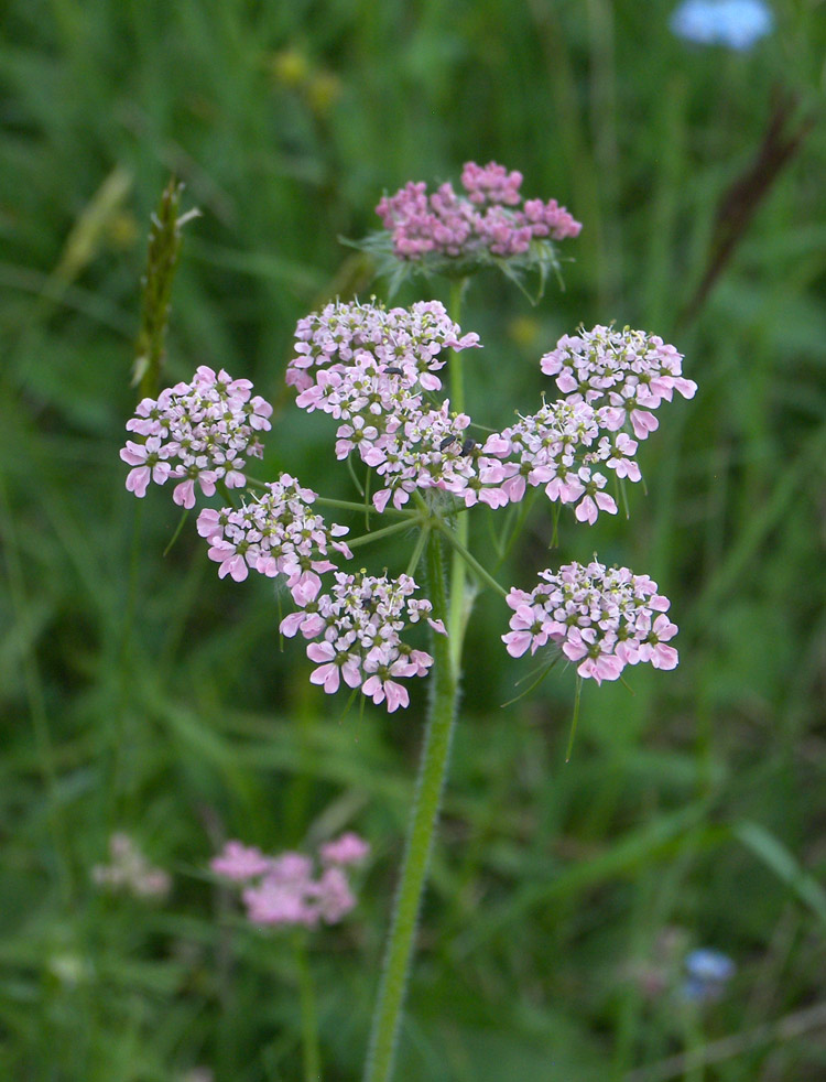 Image of Chaerophyllum millefolium specimen.