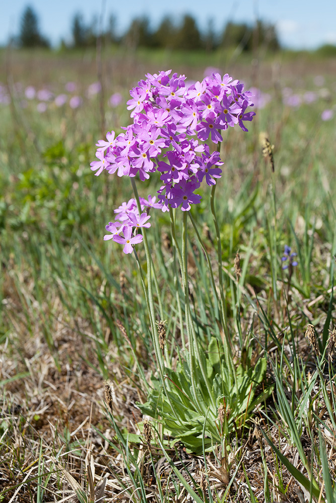 Image of Primula farinosa specimen.