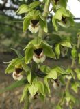 Epipactis helleborine. Часть соцветия. Крым, окр. Феодосии, гора Эчкидаг, каменистая осыпь в дубовом шибляке. 17 июня 2015 г.