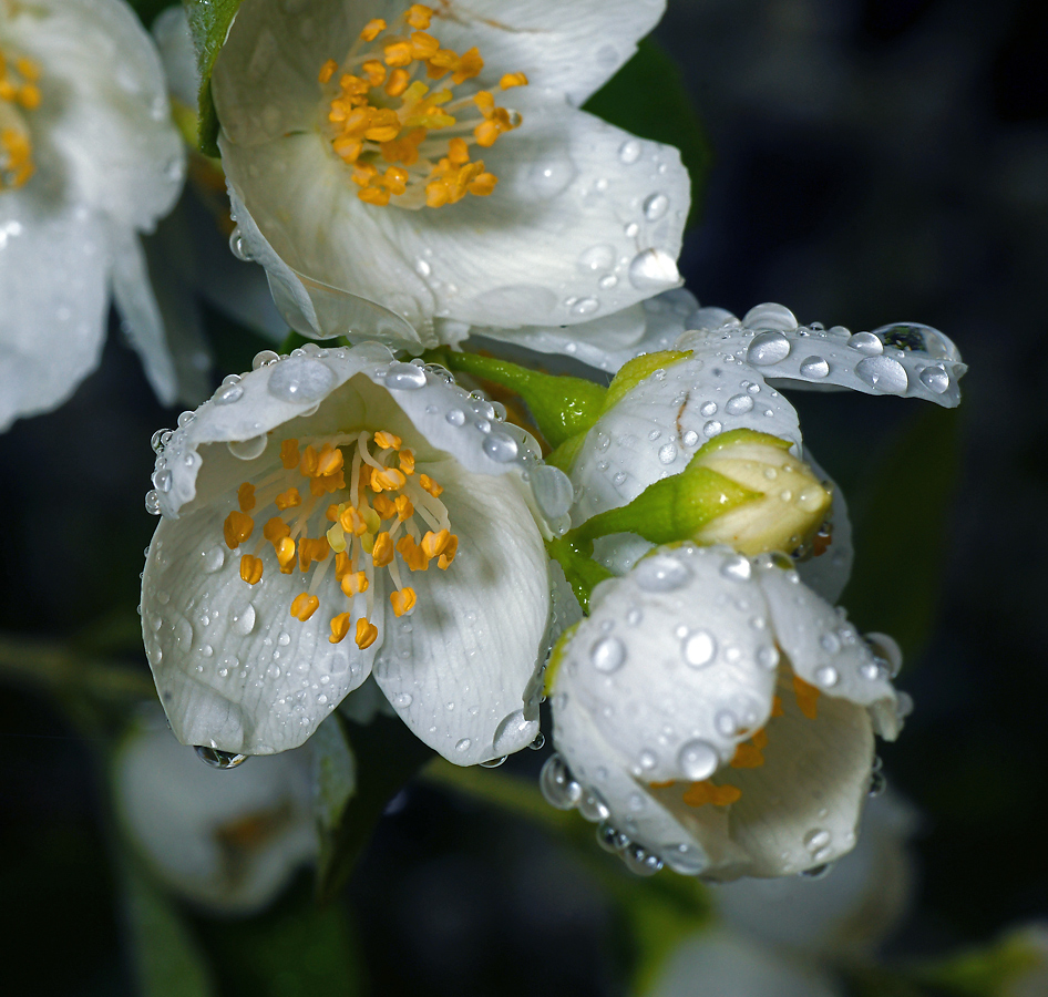 Изображение особи Philadelphus coronarius.