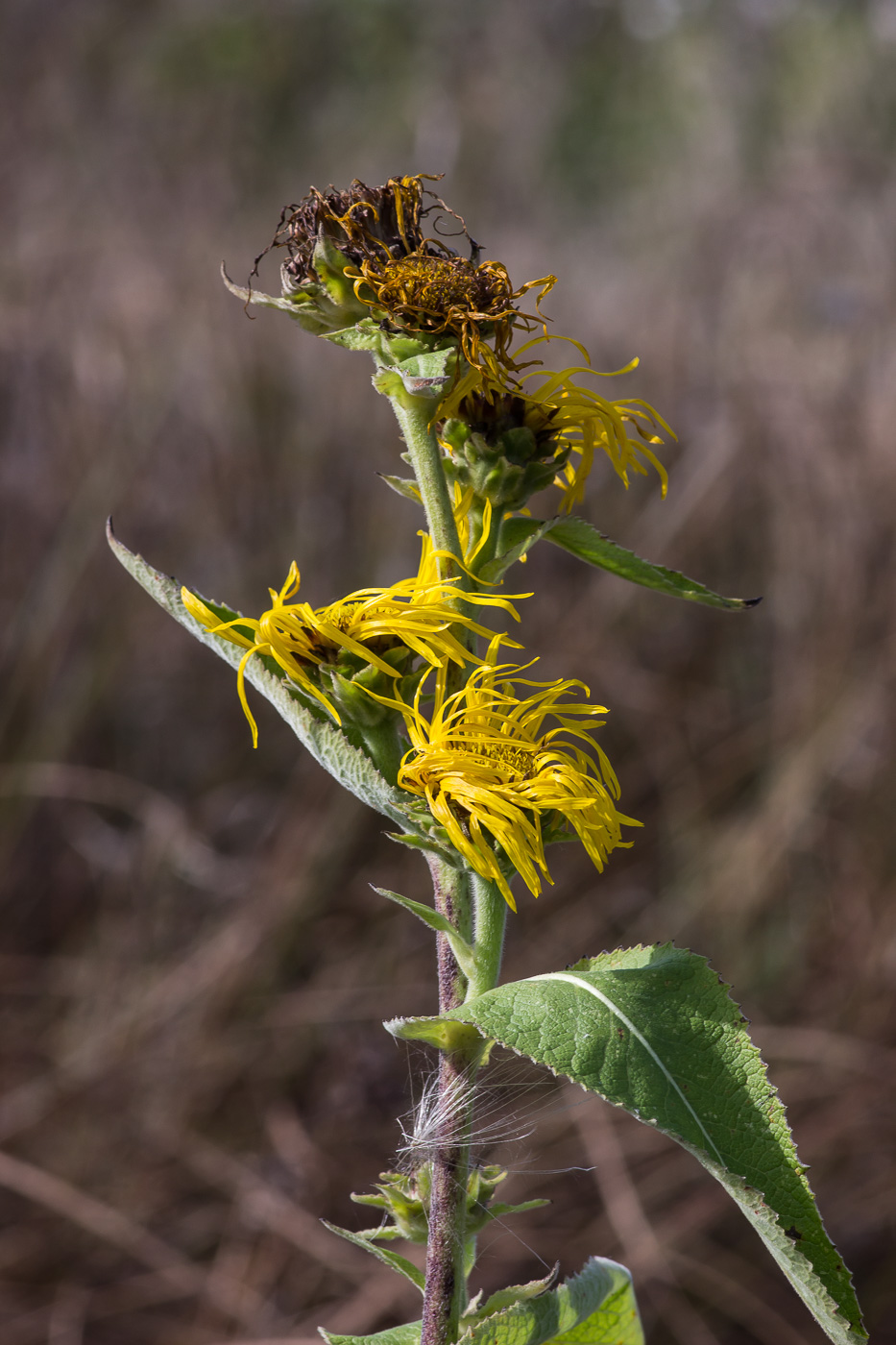 Изображение особи Inula helenium.