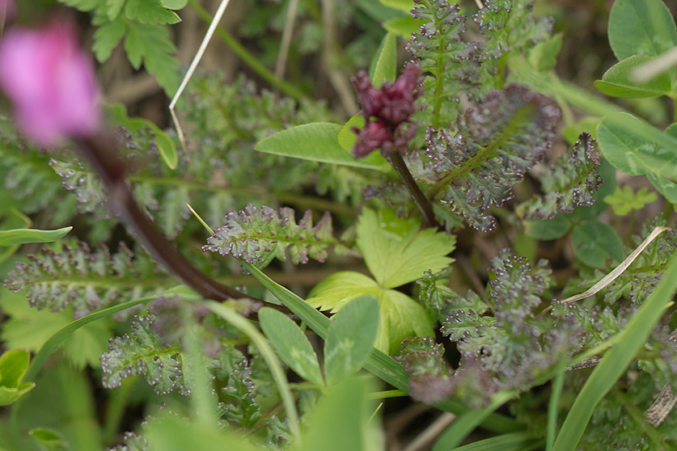 Image of Pedicularis nordmanniana specimen.