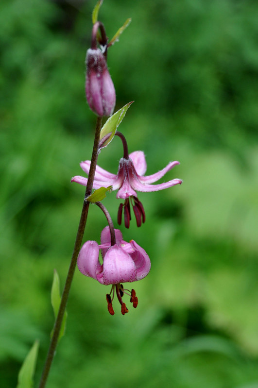 Image of Lilium pilosiusculum specimen.