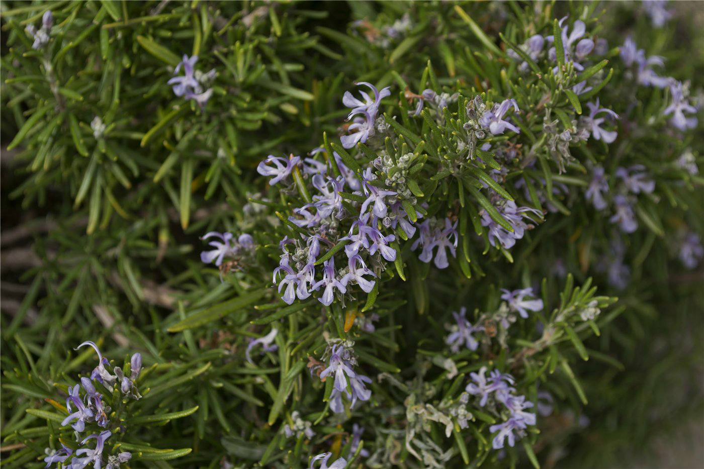 Изображение особи Rosmarinus officinalis.