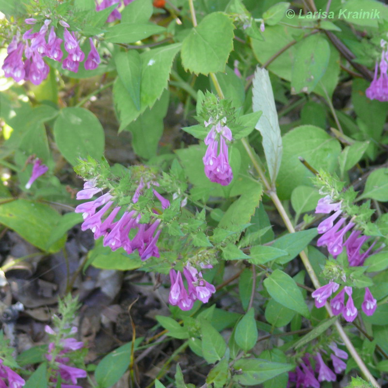 Image of Melampyrum roseum specimen.