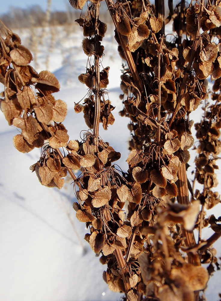 Image of Rumex aquaticus specimen.