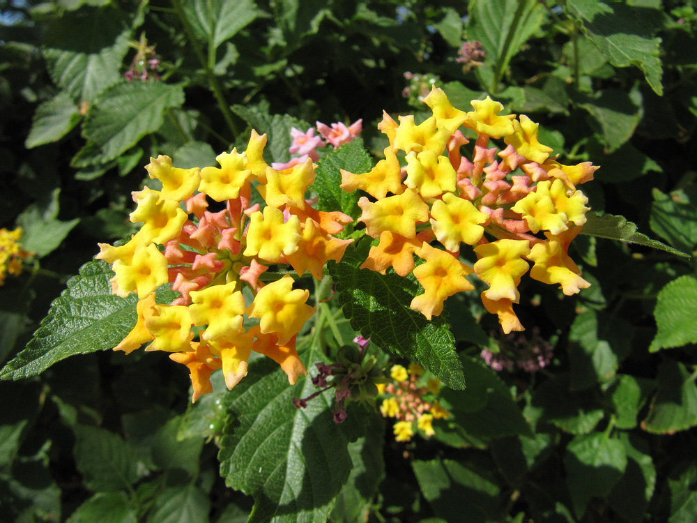 Image of Lantana camara specimen.