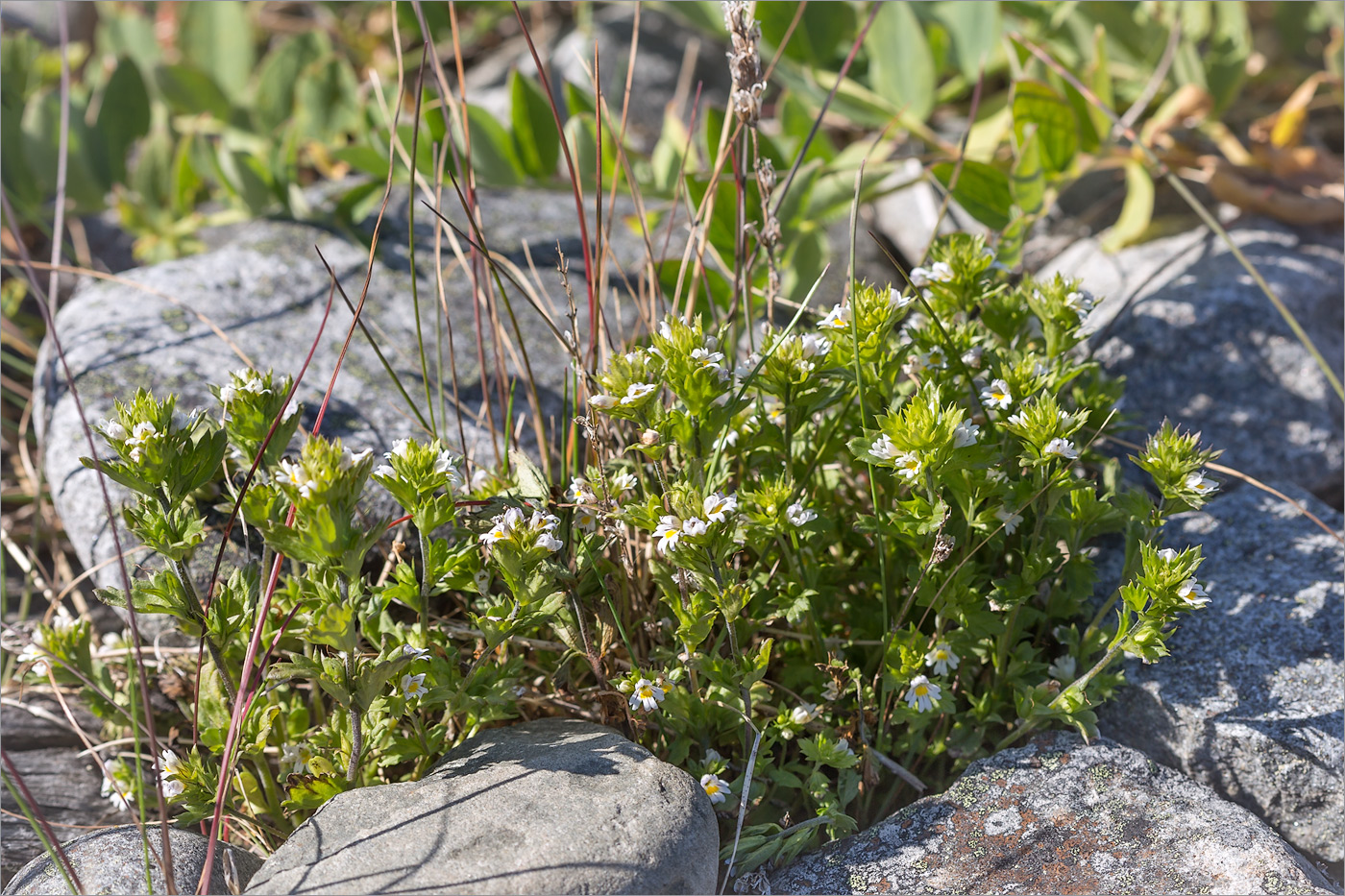 Изображение особи род Euphrasia.