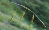 Carex arnellii