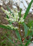 Aconogonon alpinum. Верхушка побега с соцветием. Якутия (Саха), Алданский р-н, окр. пос. Тобук, берег р. Алдан. 16.06.2012.