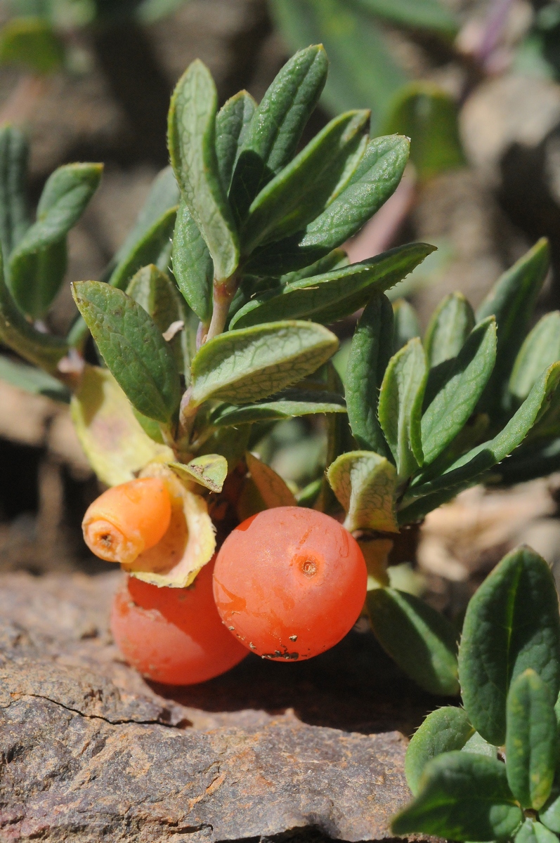 Image of Lonicera semenovii specimen.