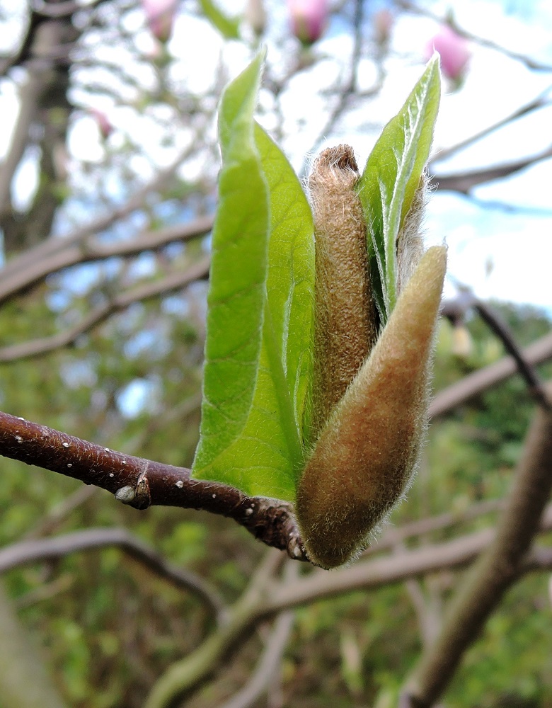 Image of Magnolia &times; soulangeana specimen.