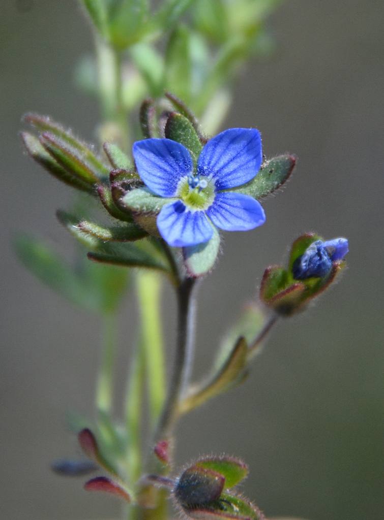 Изображение особи Veronica triphyllos.