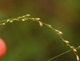 Смотреть изображение Neomolinia mandshurica