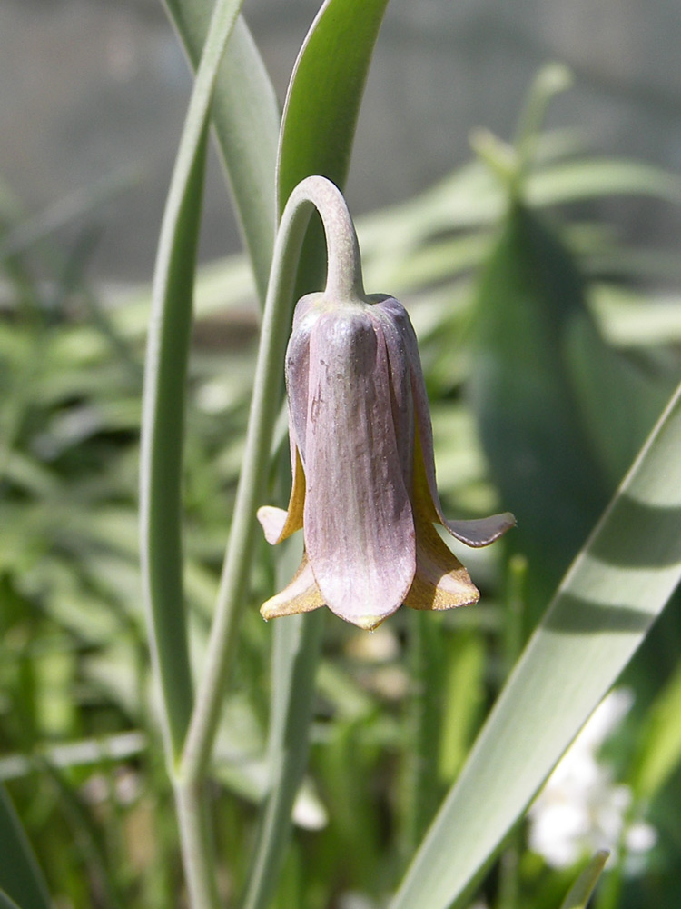 Изображение особи Fritillaria assyriaca.