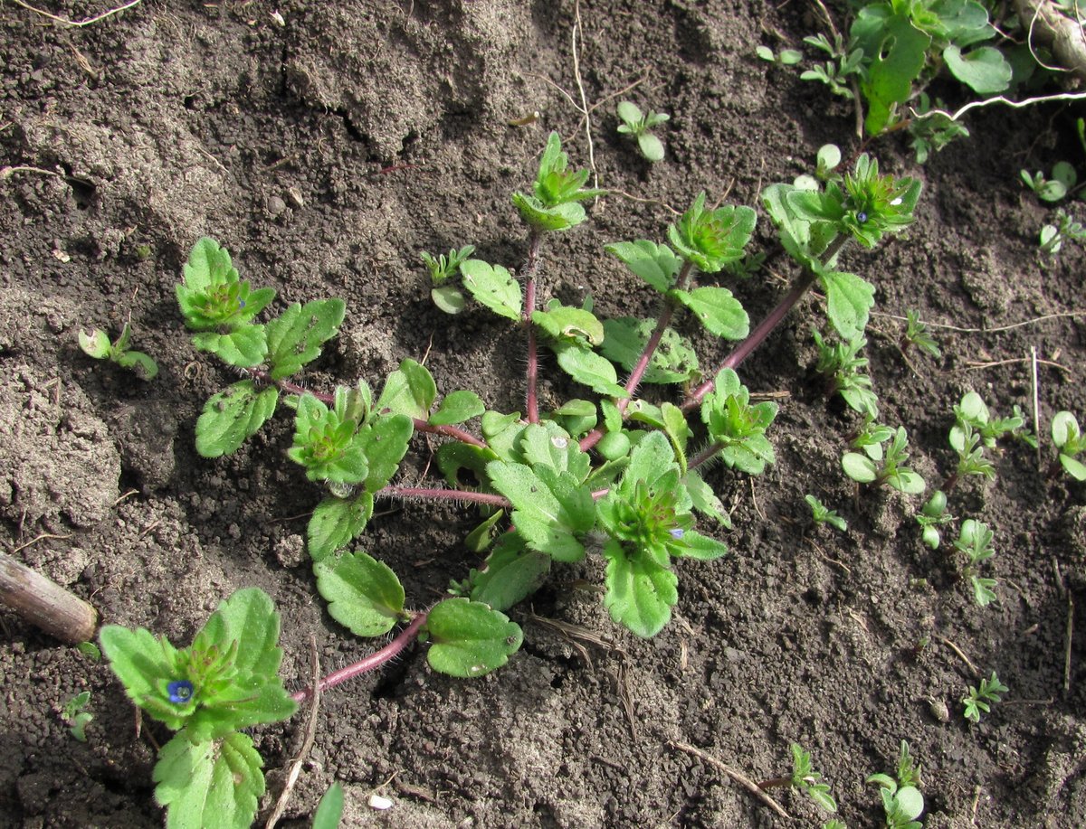 Image of Veronica arvensis specimen.