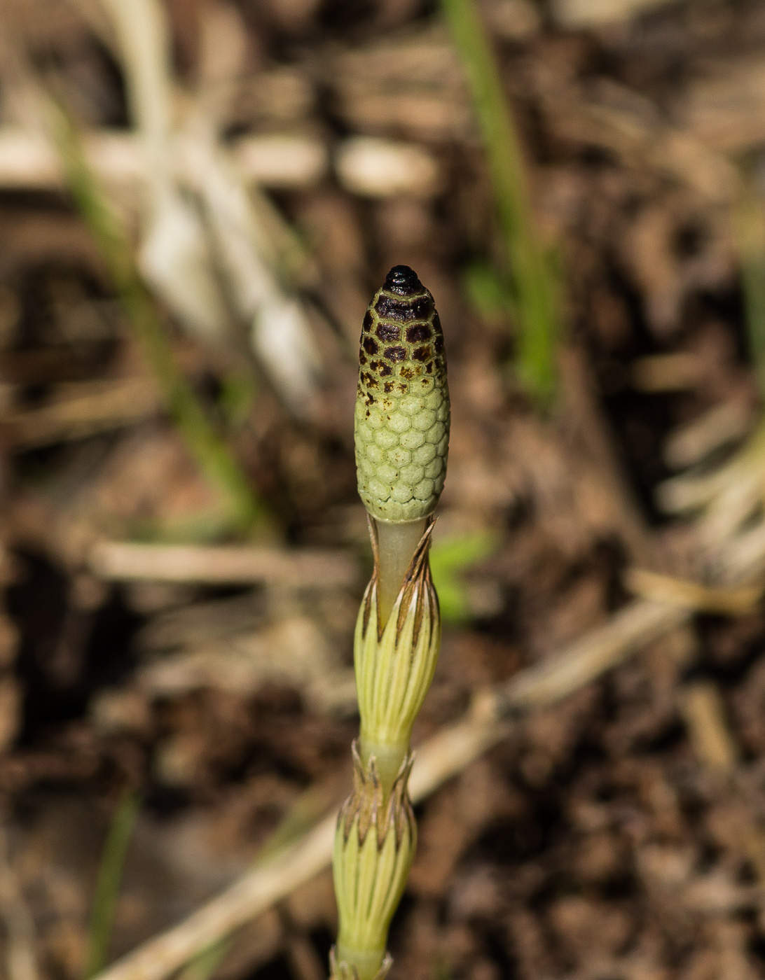 Изображение особи Equisetum sylvaticum.