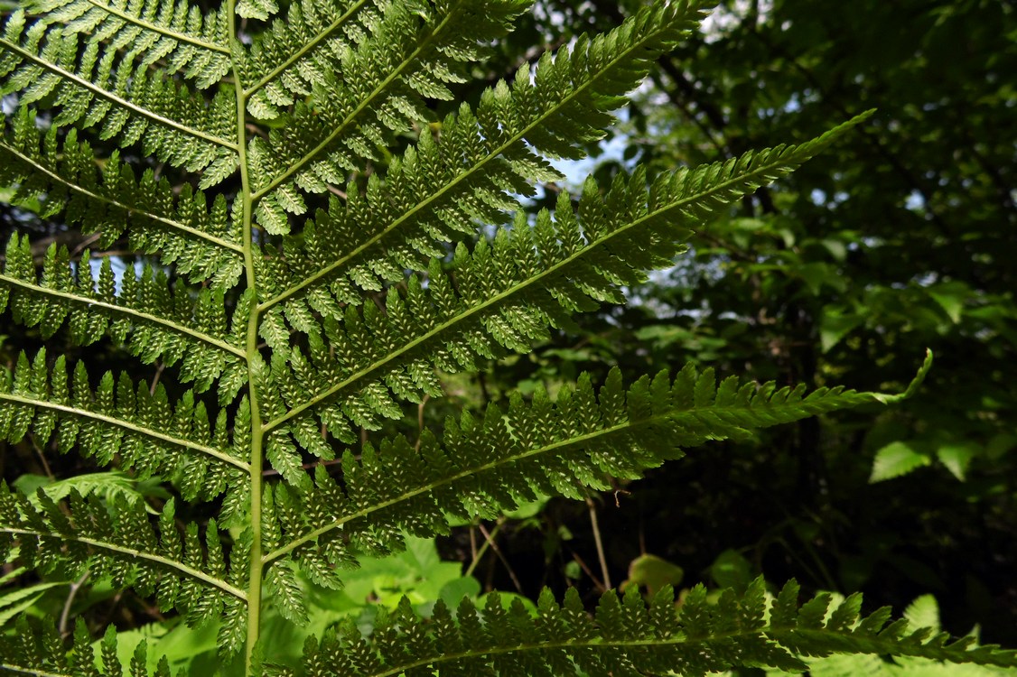 Вайи папоротника. Папоротник Athyrium filix-Femina. Папоротник кочедыжник женский. Кочедыжник сорусы. Кочедыжник женский вайи.