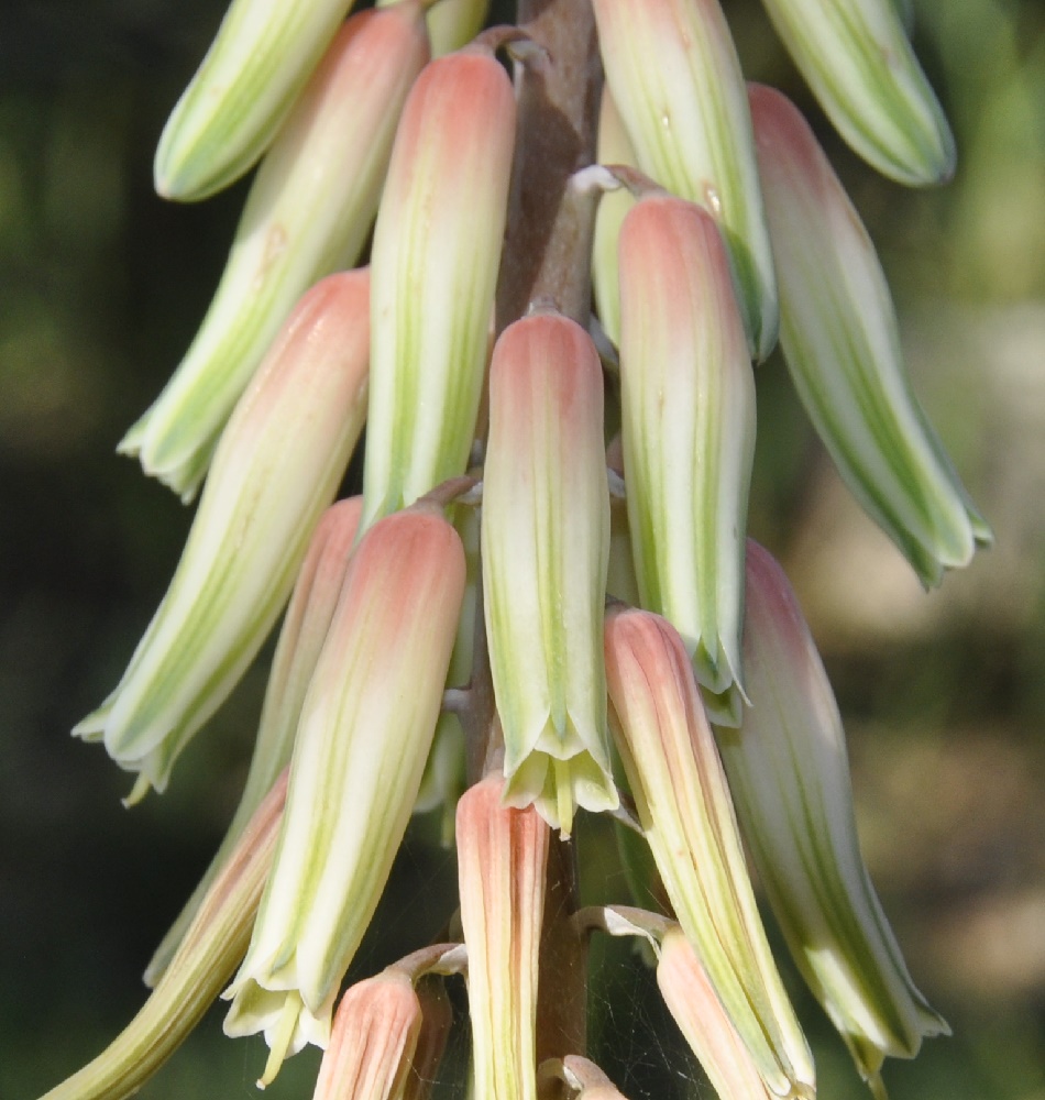 Image of Aloe variegata specimen.