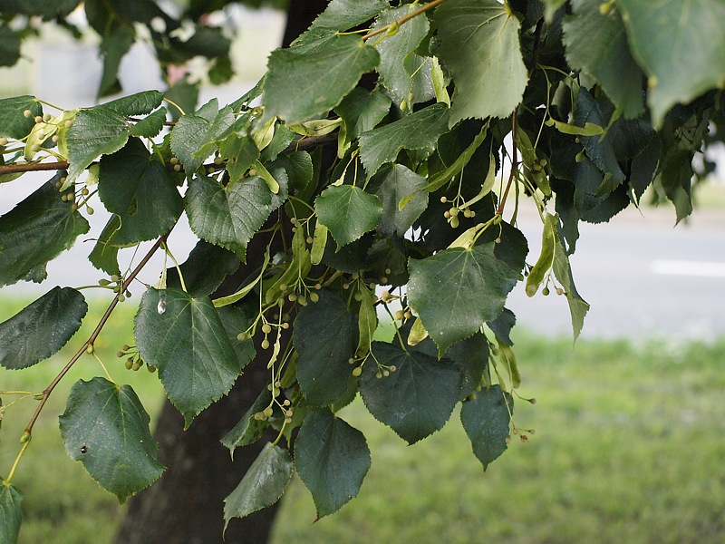 Image of Tilia cordata specimen.