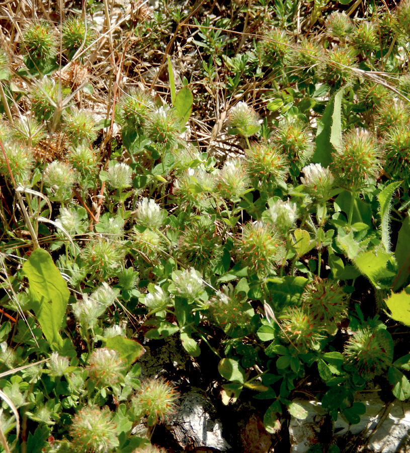 Image of Trifolium lappaceum specimen.