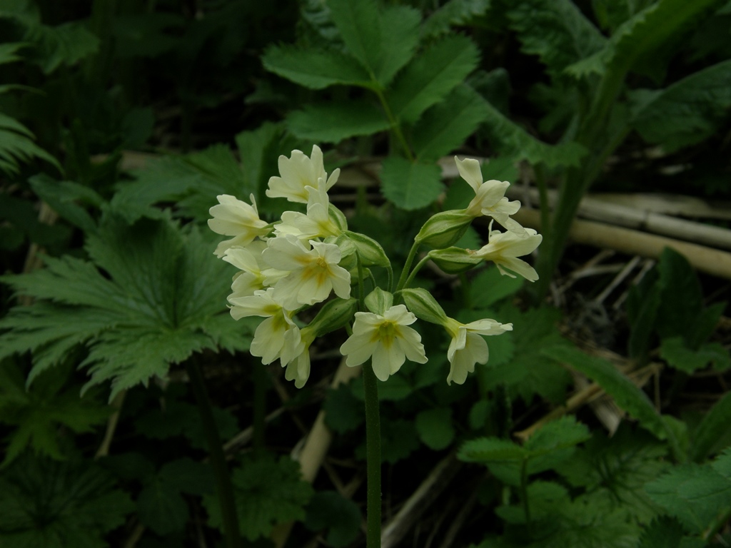 Изображение особи Primula pallasii.