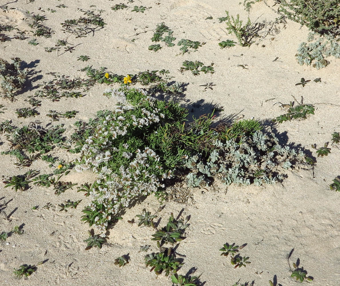 Изображение особи Limonium papillatum.