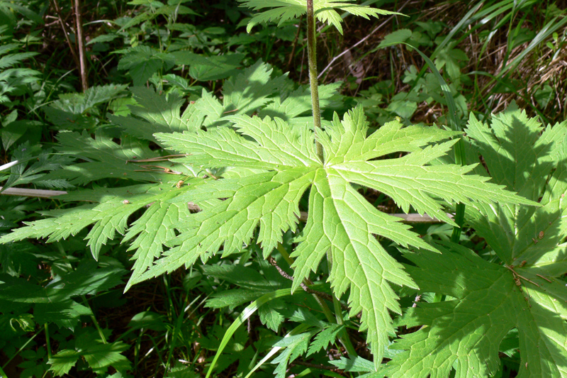 Изображение особи Aconitum septentrionale.