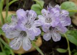 Phacelia purshii. Цветки (сорт 'Lavender'). Иркутская обл., Иркутский р-н, дер. Позднякова, в культуре (самосев). 13.07.2016.