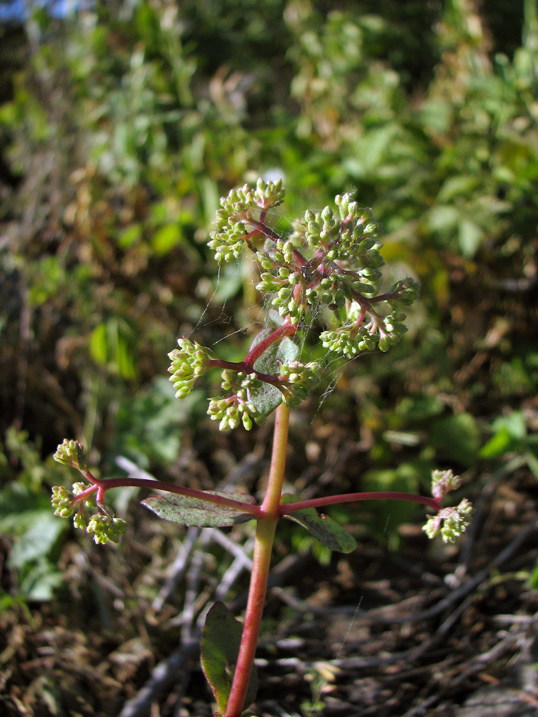 Image of genus Hylotelephium specimen.