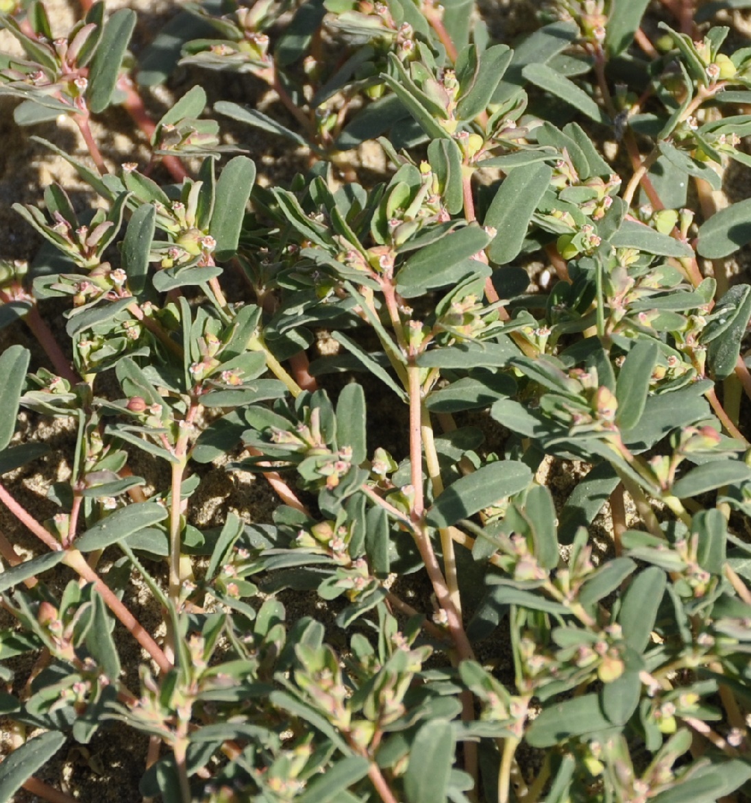 Image of genus Euphorbia specimen.