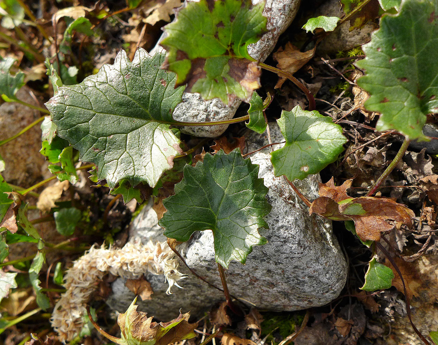 Image of Endocellion glaciale specimen.