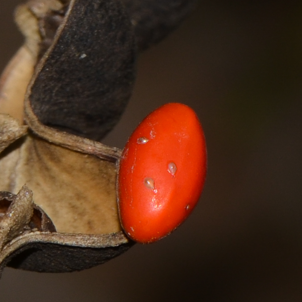 Image of Erythrina corallodendron specimen.