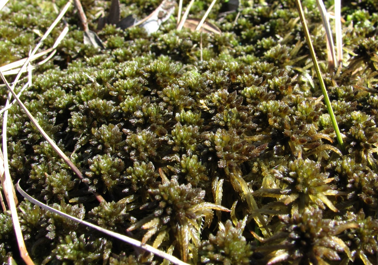 Image of genus Sphagnum specimen.