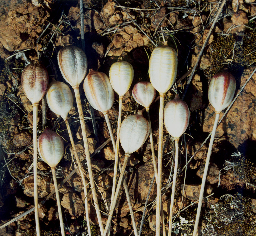 Image of Tulipa scythica specimen.