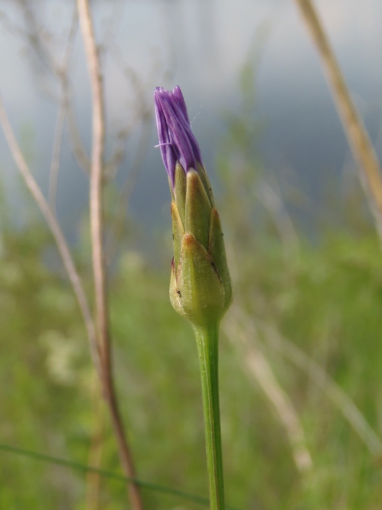 Image of Scorzonera purpurea specimen.