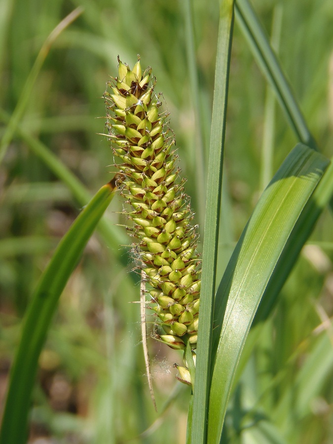 Image of Carex riparia specimen.