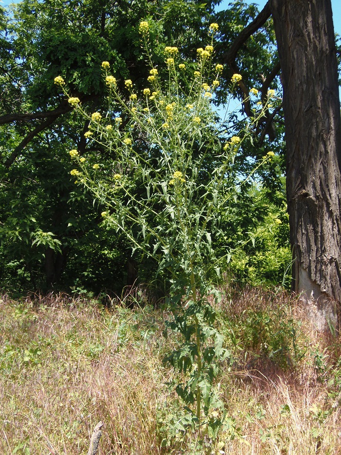 Image of Sisymbrium loeselii specimen.