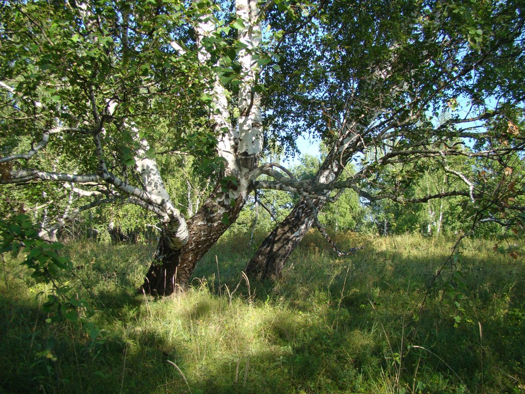 Изображение особи Betula pendula.