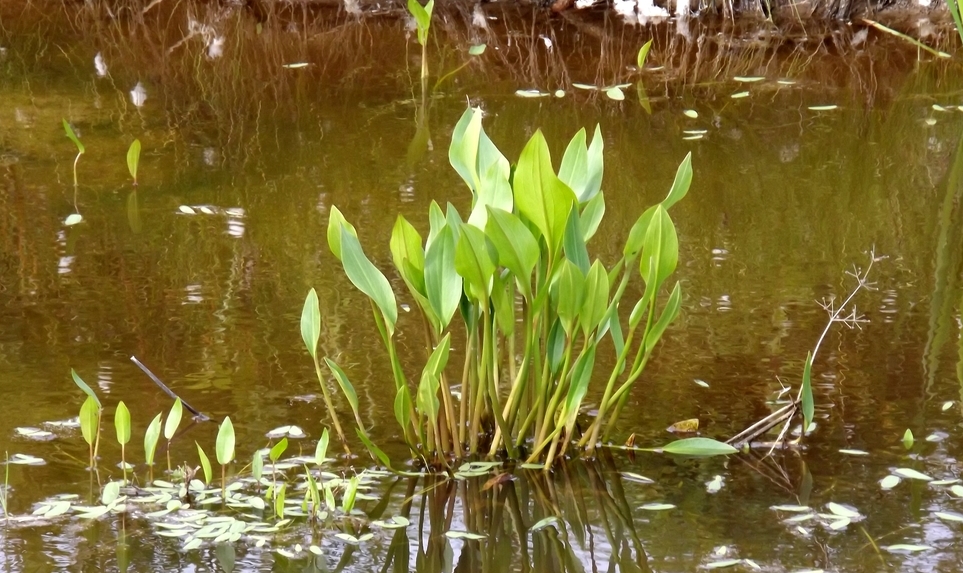 Image of Alisma orientale specimen.