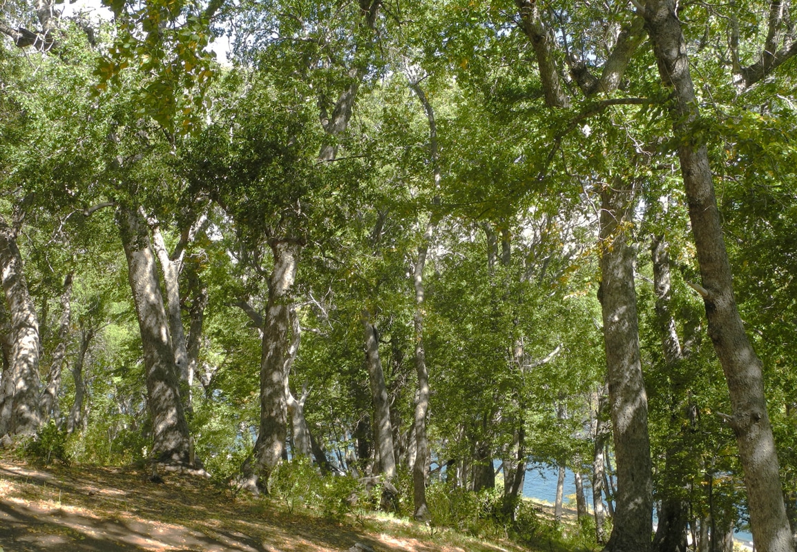 Image of Nothofagus obliqua specimen.