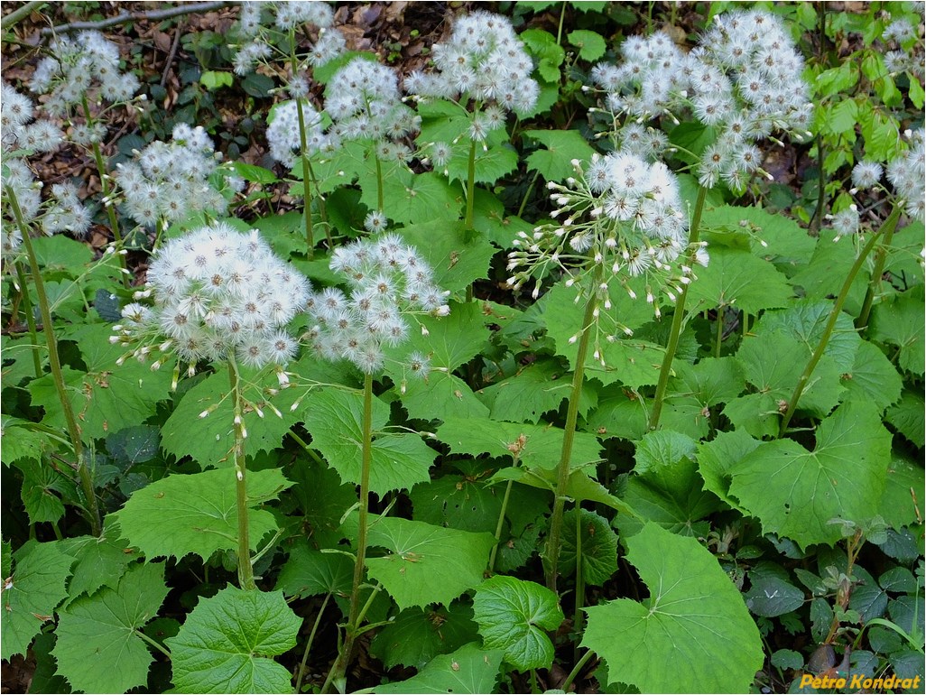 Изображение особи Petasites albus.