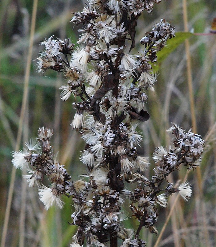 Image of Solidago virgaurea specimen.