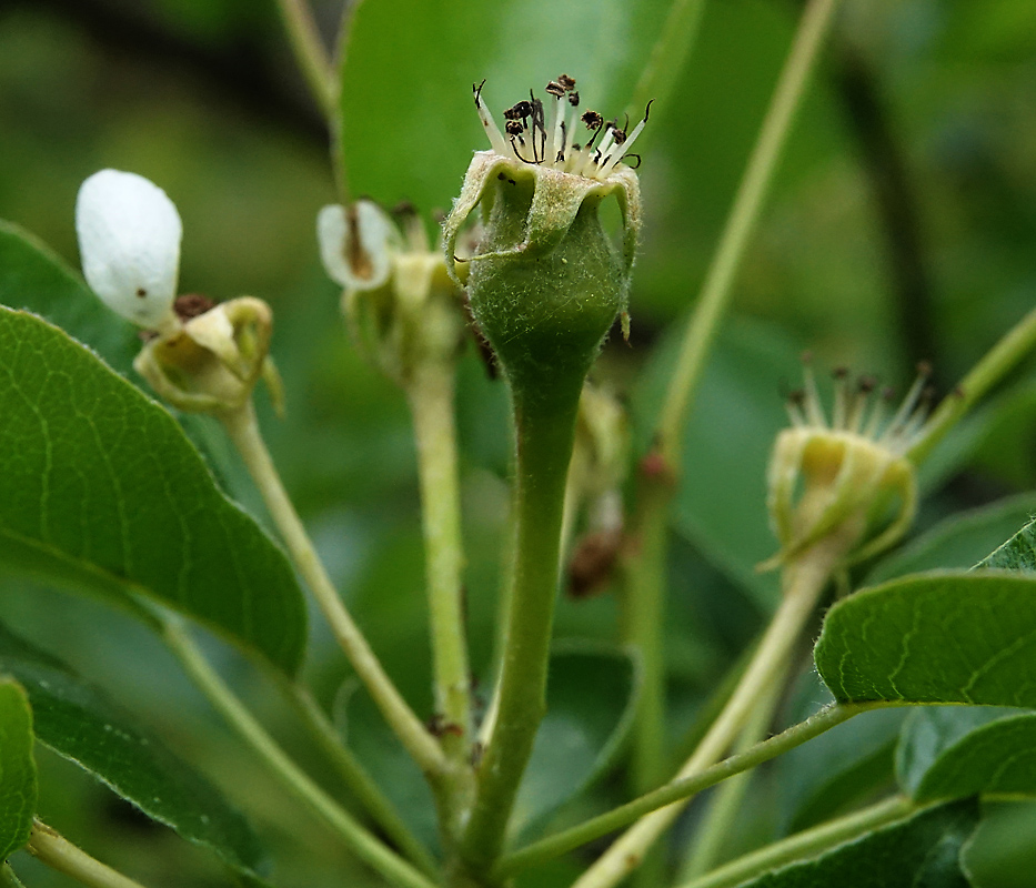 Image of Pyrus communis specimen.