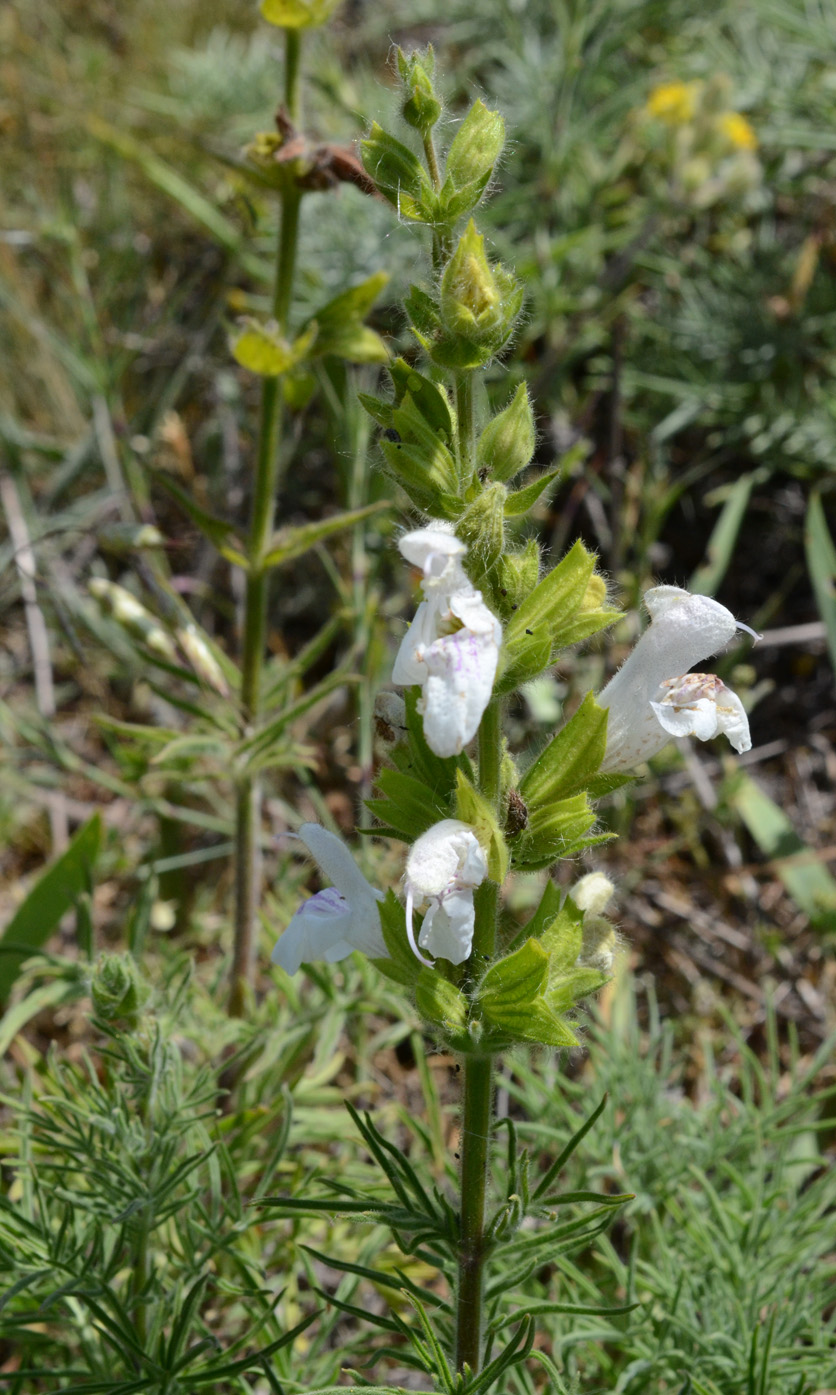 Изображение особи Salvia scabiosifolia.