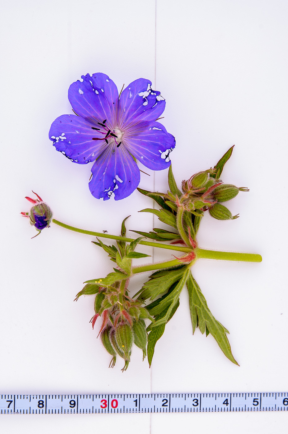 Image of Geranium pratense specimen.