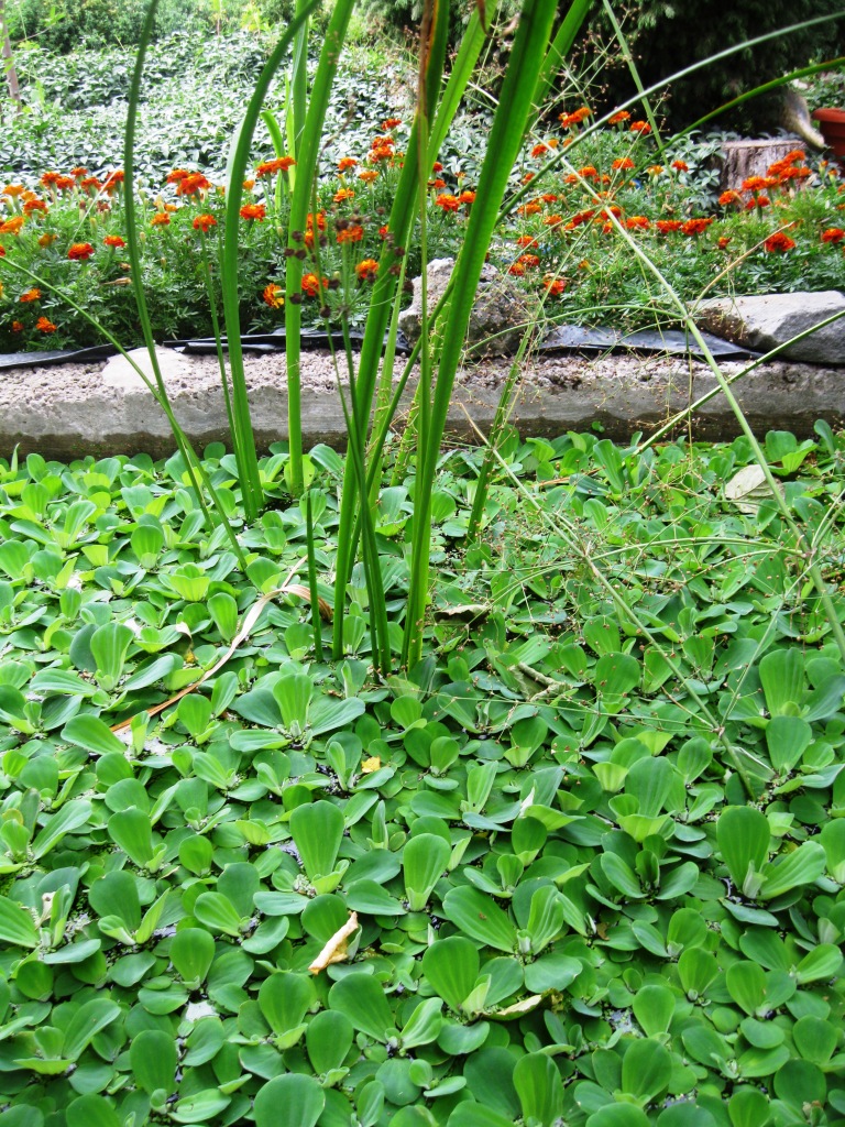 Image of Pistia stratiotes specimen.