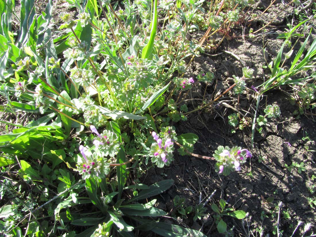 Image of Lamium amplexicaule specimen.