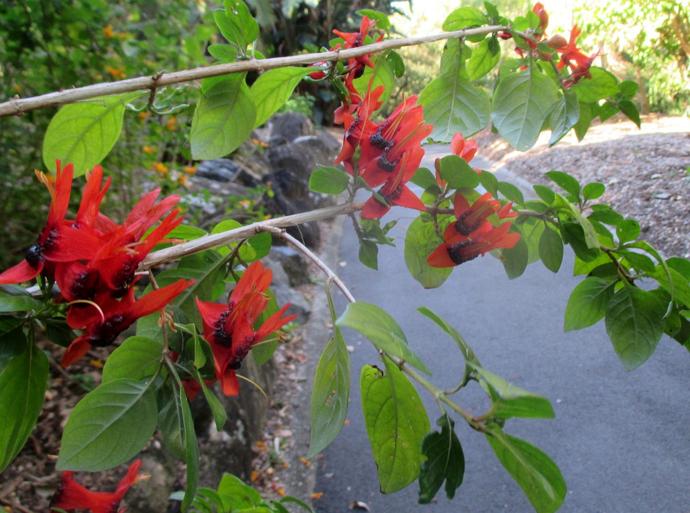 Image of Ruttya fruticosa specimen.